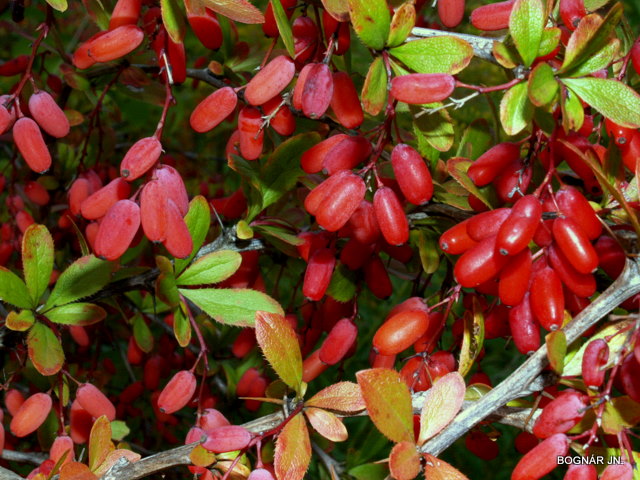 European barberry